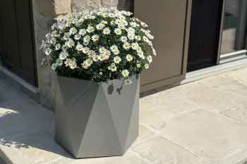 Cvetlično korito HX 50x50 cm RAL 9007 FS z belimi cvetovi na terasi